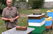 Ktoś wytruł blisko 3 miliony pszczół.