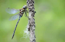 Female Dragonflies Fake Their Deaths To Avoid Annoying Males [ENG]