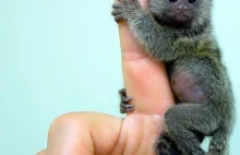 [Fot]Najmniejsza małpka na świecie