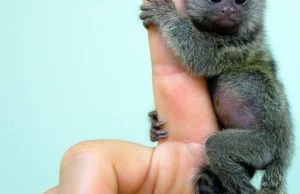 [Fot]Najmniejsza małpka na świecie