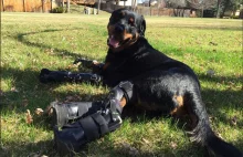 Niezwykła historia psa, który po amputacji kończyn otrzymał protezy!