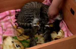 Kobieta wyrzuciła kotkę na bruk w chwili, gdy zwierzę zaczęło rodzić