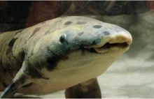 Zmarła najstarsza ryba akwariowa na świecie przeżywszy 90 lat