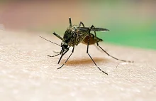 Masowa produkcja zmutowanych genetycznie komarów w Brazylii