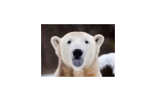 Polarny miś Knut nie żyje - TVP.INFO
