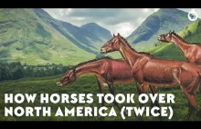 Amerykańskie początki koniowatych
