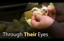 "Ich oczami" -mocny spot o wykorzystywaniu kurcząt w przemyśle mięsnym.