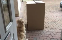 Pies dostaje najwspanialszy prezent