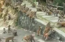 Epicka ustawka w parku między dwoma ekipami małp.
