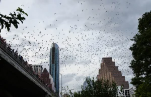 Austin, czyli kowbojki, nietoperze i katedra ze śmieci – stolica Teksasu
