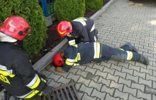 Strażacy uratowali małe kaczuszki, które wpadły do studzienki w Krakowie