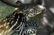 Młody tapir z matką. Mało znane i bardzo ciekawe zwierzę.