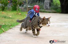 Artysta stawia Baby Spiderman i koty w najśmieszniejszych scenariuszach