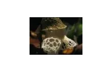 Niesamowity świat tropikalnych grzybów (BBC) [HD720]