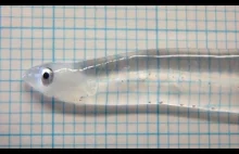 Przezroczysta ryba (Leptocephalus)