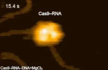 Pierwsze w historii przełomowe nagranie CRISPR–Cas9 przecinającego łańcuch DNA