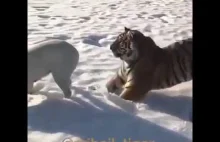Tygrys vs Pies