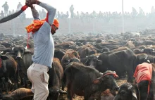 Rozpoczął się największy na świecie MORD ZWIERZĄT. Festiwal Gadhimai...