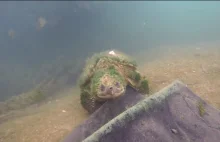 Naprawdę stary żółw.