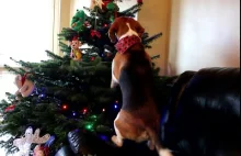 Dog got his own Christmas tree full of treats and dog toys