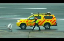 Polowanie na gęś na lotnisku Heathrow [film]