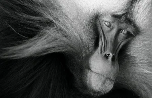 Ponad 50 zdjęć zwierząt żyjących na naszej planecie.