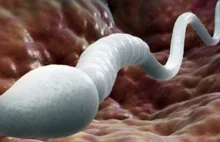 Szokujące odkrycie: naukowcy z Austrii udowodnili, że sperma jest zdrowa i...