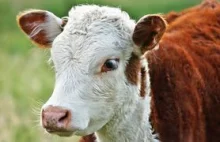 W Oklahomie wystąpiła ciekawa koincydencja. Narkomani kradną krowy.