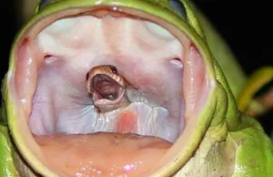Zdjęcie żaby zjadającej węża.