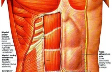Zrzuć brzuch! Popularne mity na temat mięśni brzucha