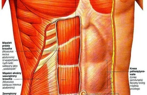 Zrzuć brzuch! Popularne mity na temat mięśni brzucha