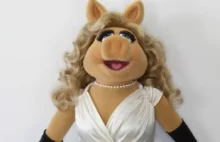 Miss Piggy ma nowego chłopaka? Oto wymowne zdjęcie