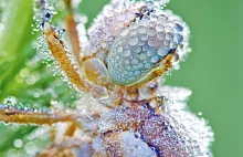 Niezwykłe zdjęcia owadów