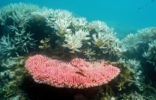 Wielka Rafa Koralowa straciła połowę koralowców w 27 lat