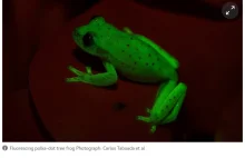 Odkryto fluorescencyjną żabę