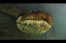 Anakonda podwodna