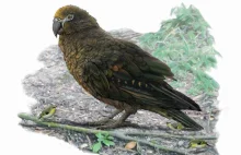 Odkryto szczątki olbrzymiej papugi sprzed 19 mln lat. Miała metr wysokości