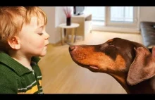 Doberman Protects Baby