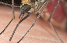 Co się dzieje pod skórą, gdy gryzie cię komar? Opis + filmy.