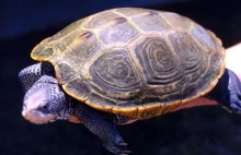 Jak powstała żółwia skorupa [wideo]