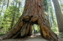 Czy wiedziałeś, że najcięższy organizm na Ziemi to drzewo?
