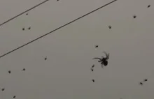 Tysiące pająków utkało gigantyczną sieć na słupach wysokiego napięcia.