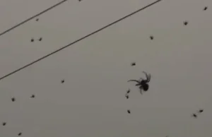 Tysiące pająków utkało gigantyczną sieć na słupach wysokiego napięcia.