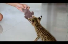Serwal (Leptailurus serval lub Felis serval)