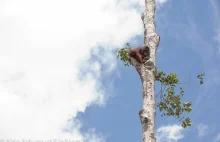 Zginęło już 150 000 orangutanów z Borneo. Olej palmowy jedną z przyczyn...