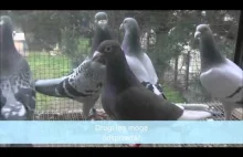 Raicing Pigeon Gołebie pocztowe 2016 miesiac do lotów(Brieftauben, Palo...
