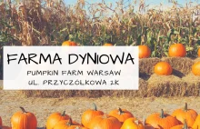 Farma dyniowa pod Warszawą: Pumpkin Farm Warsaw