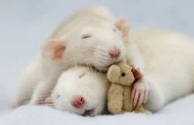 10 powodów, dla których warto lubić szczury