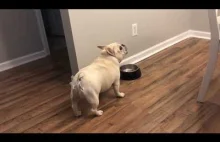 Wściekły bulldog na diecie