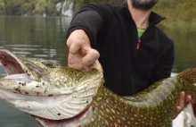 Szczupak gigant złapany w Chorwacji!